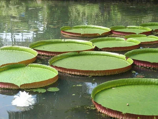 Nénuphars géants Victoria amazonica dans les serres du jardin botanique de Saint-Pétersbourg