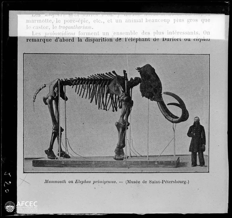 Mammouth de Beresovka naturalis&eacute; au Mus&eacute;e Zoologique de Saint-P&eacute;tersbourg