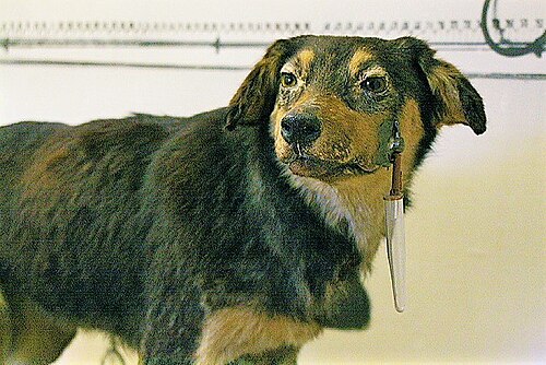 Dispositif exp&eacute;rimental de Pavlov pour l'&eacute;tude du r&eacute;flexe conditionn&eacute; chez le chien