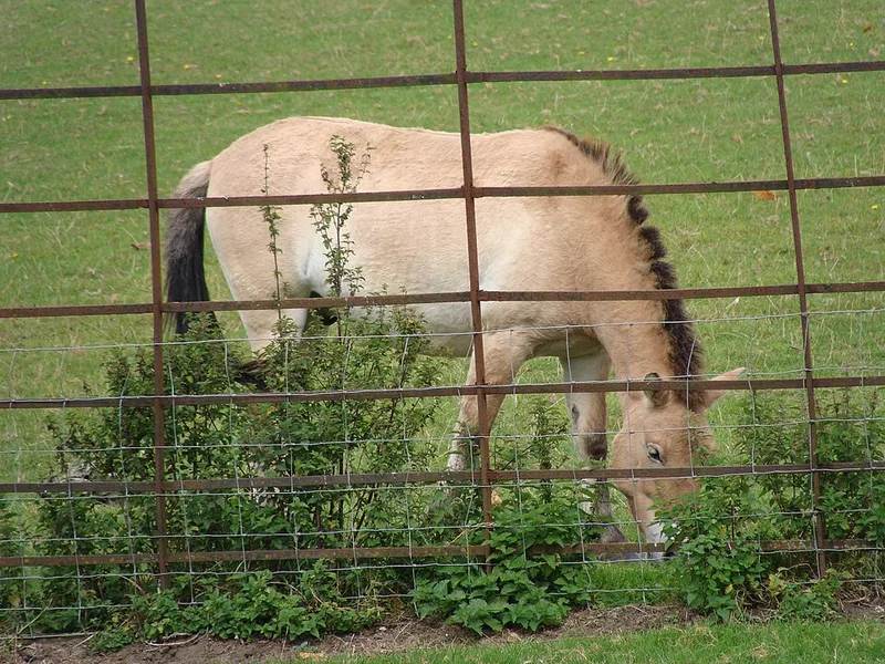 Cheval de Prjevalski, derni&egrave;re esp&egrave;ce de cheval sauvage au monde