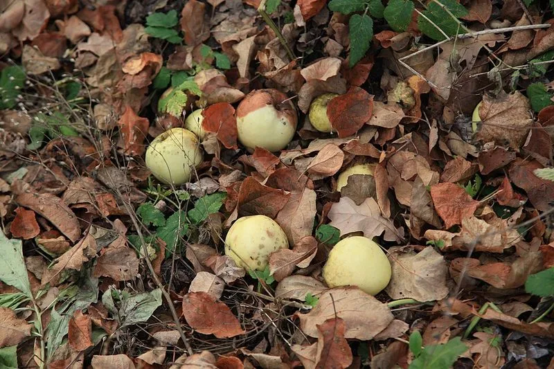 Domaine de Iasna&iuml;a Poliana, maison de L&eacute;on Tolsto&iuml; pr&egrave;s de Toula