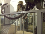 Mammouth du musée zoologique