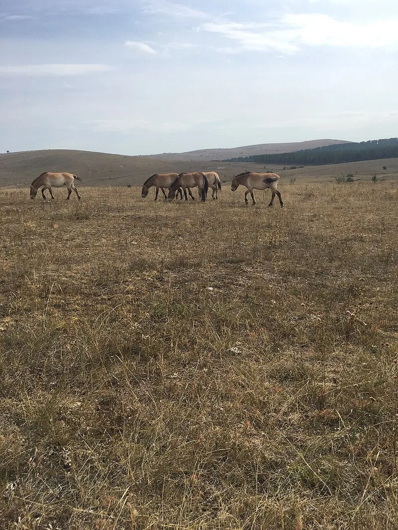 Cheval de Przewalski dans la steppe mongole, dernier cheval sauvage au monde d&eacute;couvert par Prjevalski